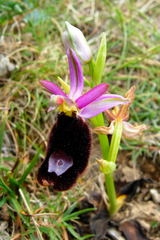Ophrys bertolonii bertolonii