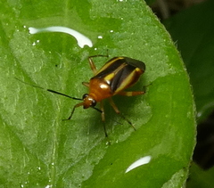 Horciasinus signoreti