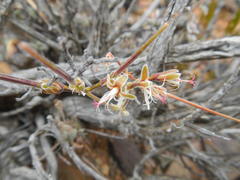 Pelargonium alternans alternans