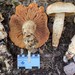 Tricholoma grave - Photo (c) Alfredo Justo, some rights reserved (CC BY-NC), uploaded by Alfredo Justo