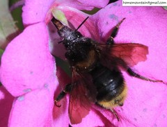 Bombus koreanus