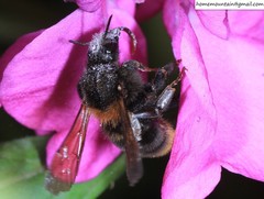 Bombus koreanus