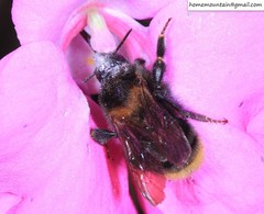 Bombus koreanus