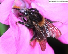 Bombus koreanus