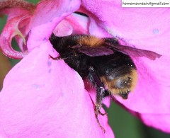 Bombus koreanus