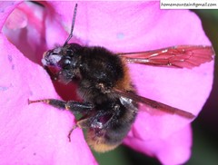 Bombus koreanus