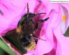 Bombus koreanus