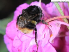 Bombus ganjsuensis