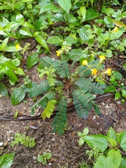 Biophytum sensitivum