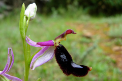 Ophrys bertolonii bertolonii