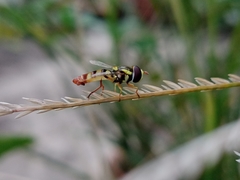 Ischiodon