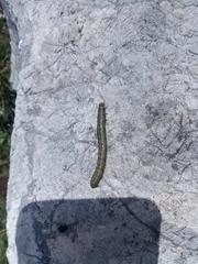 Lycia alpina