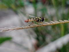 Ischiodon