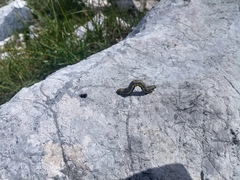 Lycia alpina