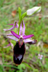 Ophrys bertolonii bertolonii