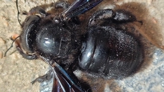 Xylocopa valga