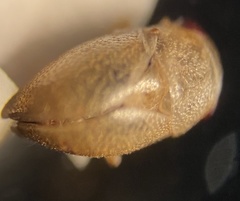 Neoplea striola