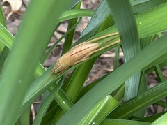 Pyrgocorypha uncinata