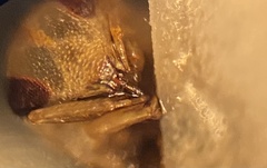 Neoplea striola