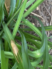 Pyrgocorypha uncinata
