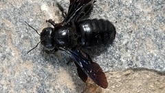 Xylocopa valga