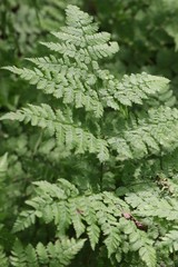 Dryopteris amurensis