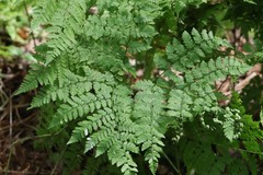 Dryopteris amurensis
