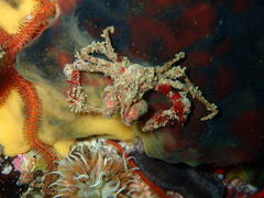 Achaeopsis spinulosa