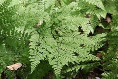 Dryopteris amurensis
