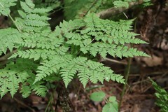 Dryopteris amurensis