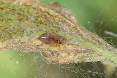 Coleosoma blandum