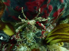 Achaeopsis spinulosa