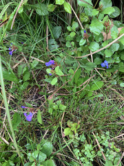 Ceratostigma plumbaginoides
