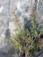 Galium coriaceum