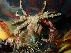 Achaeopsis spinulosa