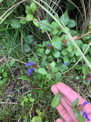Ceratostigma plumbaginoides