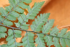 Dryopteris amurensis