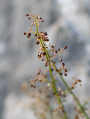 Galium coriaceum
