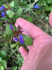 Ceratostigma plumbaginoides