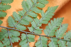 Dryopteris amurensis