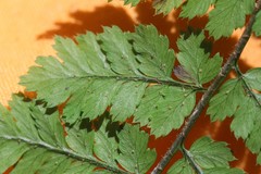 Dryopteris amurensis