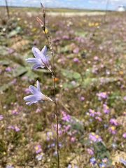 Ixia rapunculoides