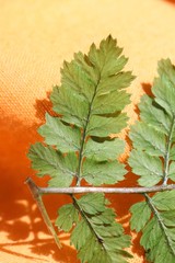 Dryopteris amurensis