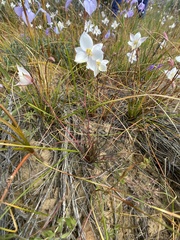 Cyanella alba alba