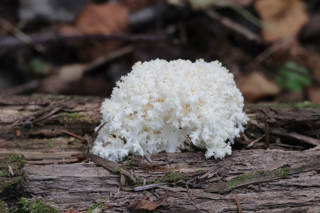 Hericium coralloides · September 2021 · photo: © ninacourlee (iNaturalist, cc-by)