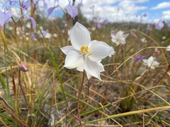 Cyanella alba alba