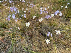 Cyanella alba alba