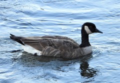 Branta canadensis