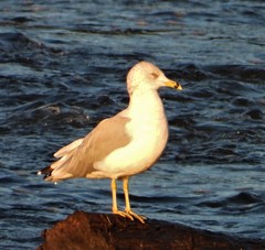 Larus delawarensis