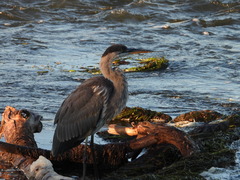 Ardea herodias